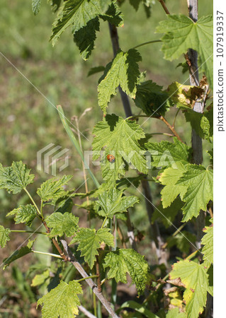 Ladybug on a blackcurrant leaf. Sunny day, black currant bush. Ladybug on a blackcurrant leaf. Sunny day, black currant bush. 107919337