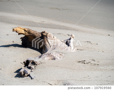 漂流木在沙灘上。 漂流木在沙灘上。 107919560
