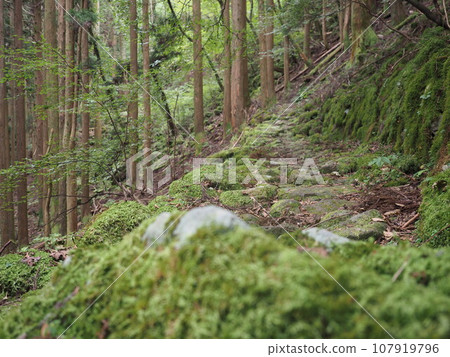 Mossy old road 107919796