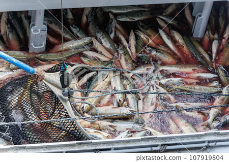 [北海道] 北海道宇登呂漁港 秋季鮭魚登陸 107919804