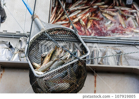 [Hokkaido] Hokkaido Utoro fishing port Autumn salmon landing 107919805