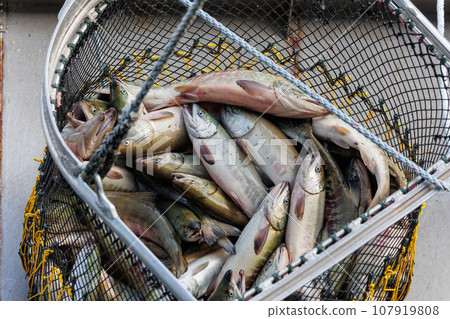 [北海道] 北海道宇登呂漁港 秋季鮭魚登陸 107919808