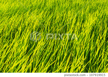 Jasmine Rice Plant Background,Empty Counter Cooking with Orgarnic Rice Tree,Garden Farmer in Thailand, Traditional raw Food Vegaetarian for Asian,Nature Garden. 107919915