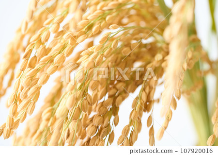 Closeup of rice wheat 107920016