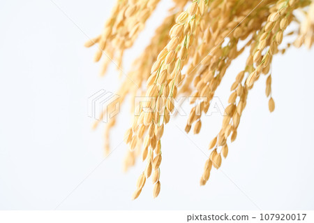 米麥子特寫鏡頭 米麥子特寫鏡頭 107920017