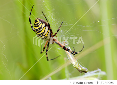 A fat female long-tailed spider wraps her prey in a cage (macro lens, natural light, close-up photo) 107920060