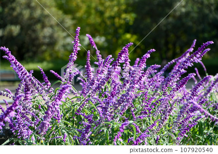 Salvia Leukanta 107920540