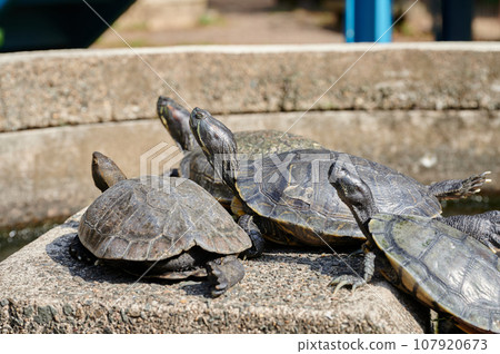 Turtle to dry the shell 107920673