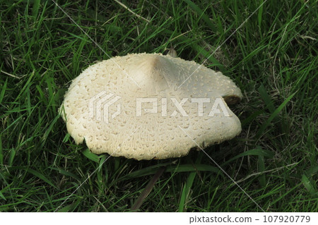 Oshilokarakasatake 107920779