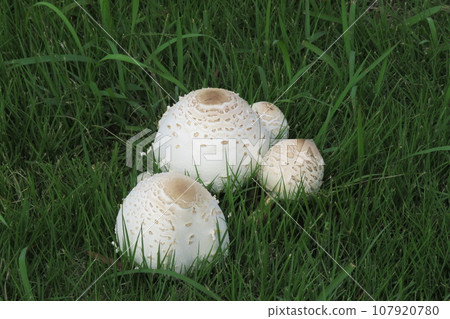 石ころ様 Oshilokarakasatake - Stock Photo [107920780] - PIXTA