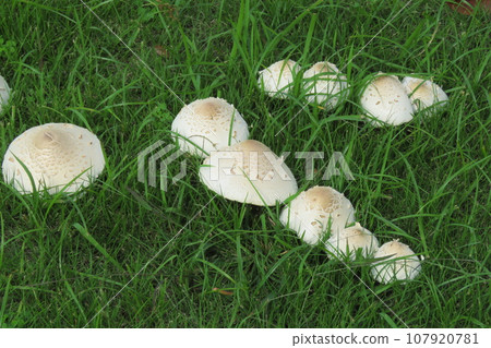 Oshilokarakasatake 107920781