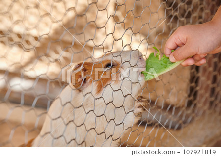 Child feeding guinea pigs at the zoo 107921019