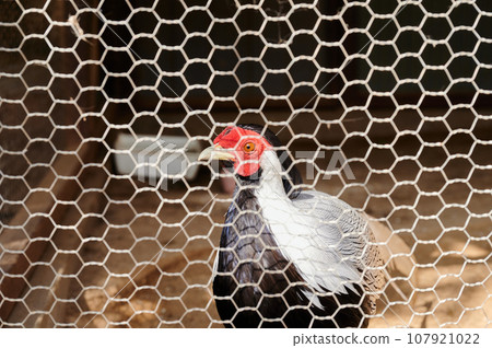 家禽：番鴨、斑鳩 107921022