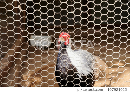 家禽：番鴨、斑鳩 107921023