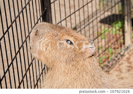 Capybara's cute profile Capybara's cute profile 107921026