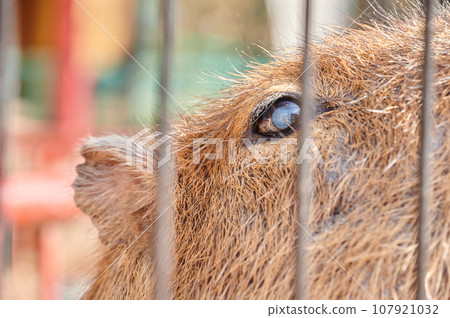 Capybara's cute profile Capybara's cute profile 107921032
