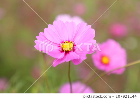 Cosmos Cosmos 107921144
