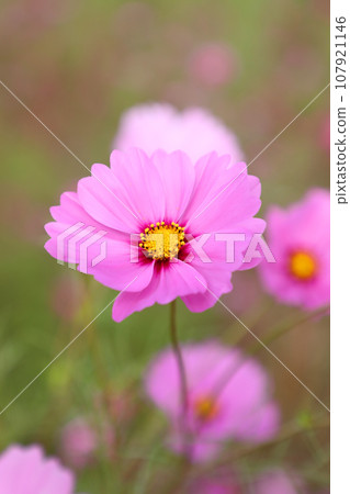 Cosmos Cosmos 107921146