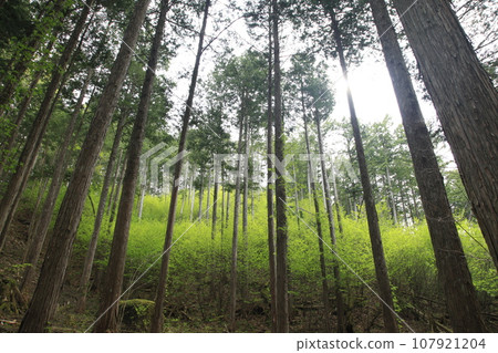 Akazawa Natural Recreation Forest - Kiso Hinoki forest where sunlight shines through 107921204