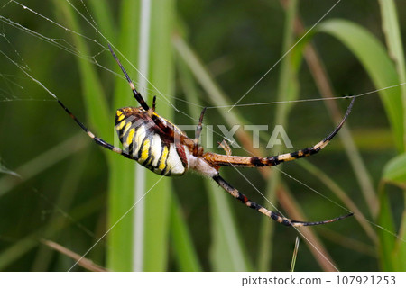 A female long-tailed spider with a large belly and a tiger pattern (macro lens, natural light, close-up photo) 107921253