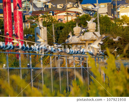 位於黑尾鷗繁殖地的神社 位於黑尾鷗繁殖地的神社 107921938