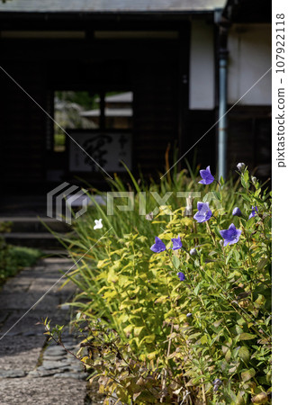 Kamakura October Kaizoji Temple 28 Gentian Kamakura October Kaizoji Temple 28 Gentian 107922118