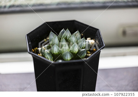 Haworthia Hikawa obtusa 肉質 Haworthia Hikawa obtusa 肉質 107922355