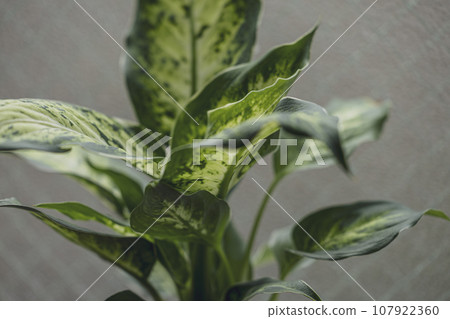 觀賞植物 Dihenbachia 觀賞植物 Dihenbachia 107922360