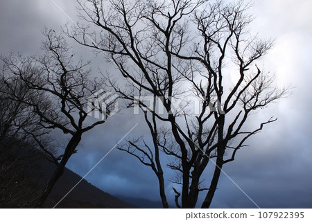 Scenery near Mt. Hakkoda 107922395