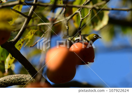 White-eye eating persimmon White-eye eating persimmon 107922624