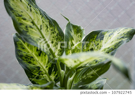 Fresh green houseplant Dihenbachia Fresh green houseplant Dihenbachia 107922745