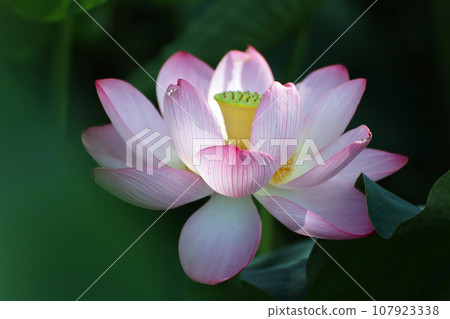 Oga lotus of the hill of Minori Oga lotus of the hill of Minori 107923338