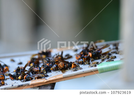 用膠帶捕捉黃蜂巢入口 107923619