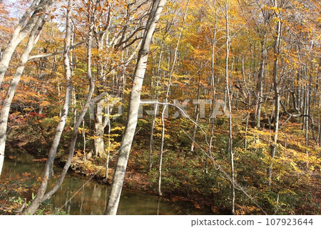 Autumn scenery near Tsuta Onsen Autumn scenery near Tsuta Onsen 107923644