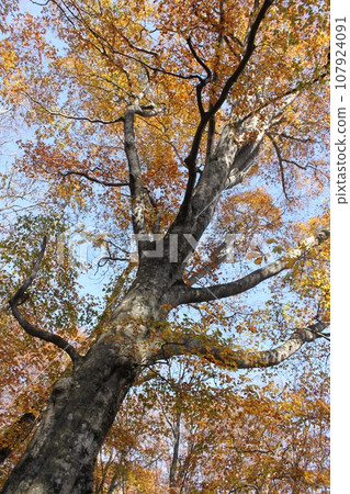 Autumn scenery in the forest of Tsuta Onsen Autumn scenery in the forest of Tsuta Onsen 107924091