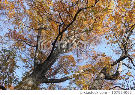 Autumn scenery in the forest of Tsuta Onsen Autumn scenery in the forest of Tsuta Onsen 107924092