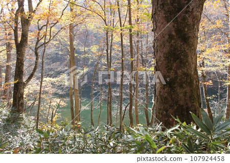 蔦溫泉森林的秋景 蔦溫泉森林的秋景 107924458