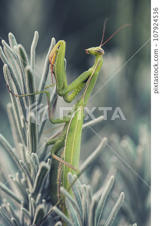Female European Mantis or Praying Mantis, on leaf Female European Mantis or Praying Mantis, on leaf 107924536