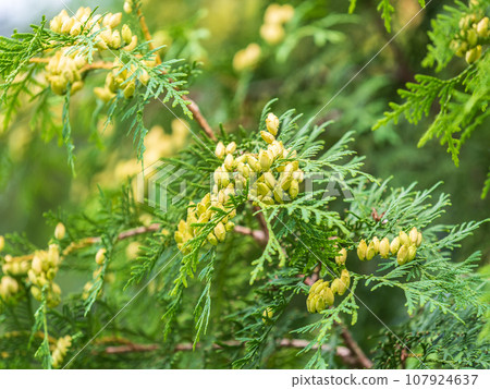 Thuja branches close-up. Thuja branch background Thuja branches close-up. Thuja branch background 107924637