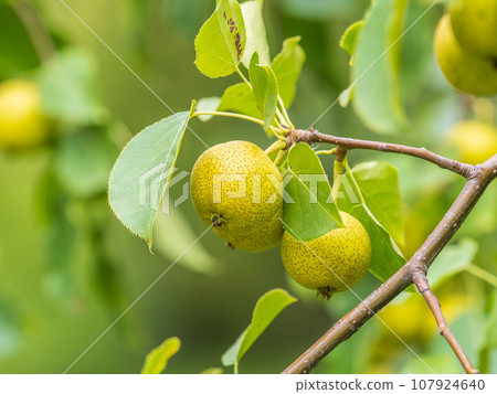 Yellow wild apples ripen on a branch. The Fruit Harvest. Autumn. Soft and selective focus. Yellow wild apples ripen on a branch. The Fruit Harvest. Autumn. Soft and selective focus. 107924640