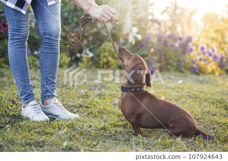 The owner trains a dachshund in a sunny park on the lawn 107924643