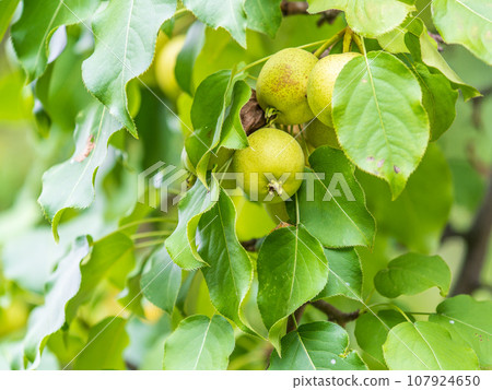 Yellow wild apples ripen on a branch. The Fruit Harvest. Autumn. Soft and selective focus. Yellow wild apples ripen on a branch. The Fruit Harvest. Autumn. Soft and selective focus. 107924650