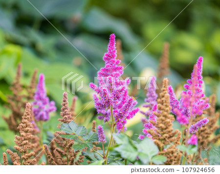 Chinese astilbe, Astilbe chinensis pumila, pink flowers in garden Chinese astilbe, Astilbe chinensis pumila, pink flowers in garden 107924656