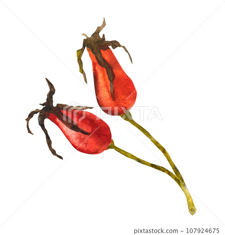 Watercolor illustration of rosehip. Hand drawn rose hips isolated on a white background. 107924675
