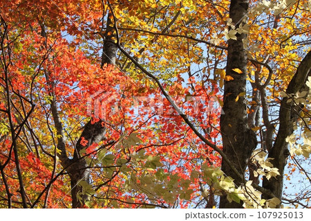 Autumn scenery in the forest of Tsuta Onsen Autumn scenery in the forest of Tsuta Onsen 107925013
