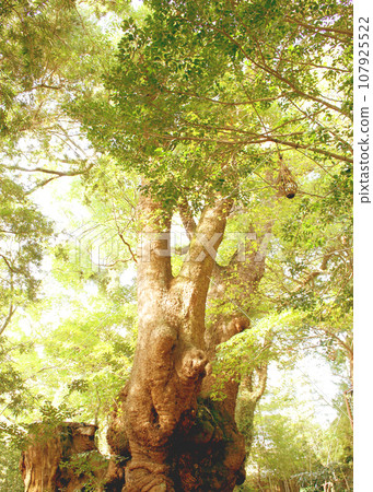 Oubusi of Shoguya Shrine 107925522