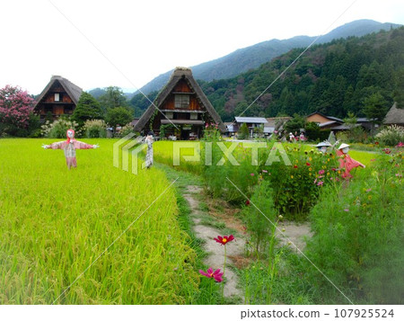 Gassho style village in Shirakawa-go in autumn 107925524