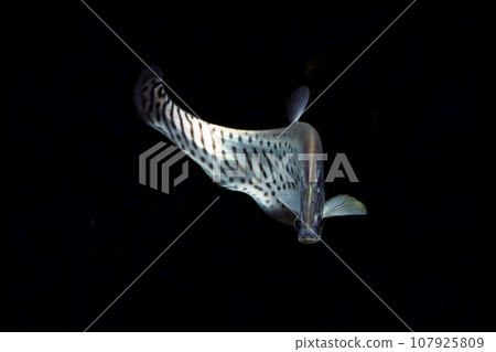 Knife fish Royal knife fish black background Knife fish Royal knife fish black background 107925809