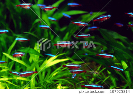 紅衣主教利樂水族館 紅衣主教利樂水族館 107925814