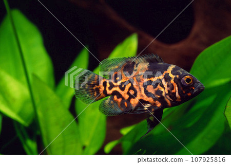 Young Oscar fish, family of cichlids, aquarium 107925816